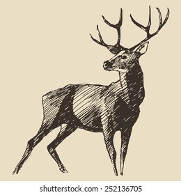 Deer engraving style, vintage illustration, hand drawn, sketch