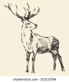 Deer engraving style, vintage illustration, hand drawn, sketch