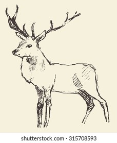 Deer engraving style, vintage illustration, hand drawn, sketch