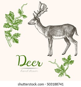 Deer engraving style, vintage illustration, hand drawn, sketch. Set 1