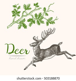 Deer engraving style, vintage illustration, hand drawn, sketch. Set 3