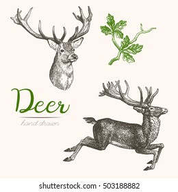 Deer engraving style, vintage illustration, hand drawn, sketch. Set 2