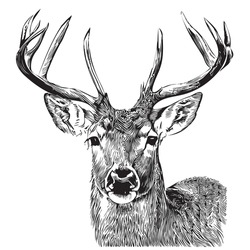Deer Face Sketch Hand Drawn In Doodle Style Illustration
