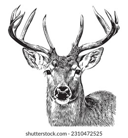 Deer face sketch hand drawn in doodle style illustration