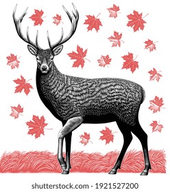 Deer in the fall. Maple leaves. Art detailed editable illustration. Vector vintage engraving. Isolated on white background. 8 EPS