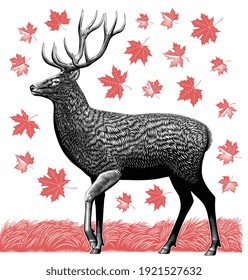 Deer in the fall. Maple leaves. Art detailed editable illustration. Vector vintage engraving. Isolated on white background. 8 EPS