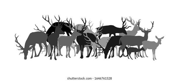 Deer family grassing vector silhouette illustration isolated white background. Reindeer couple, fawn. Proud Noble Deer male in forest zoo. Powerful buck huge antlers standing. Animal deer collection.
