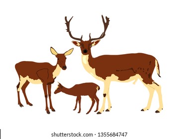Deer  family vector illustration isolated on white background. Reindeer couple with fawn. Proud Noble Deer male in forest or zoo. Powerful buck with huge neck and antlers standing on alert looking.