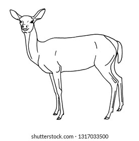 Deer female contour