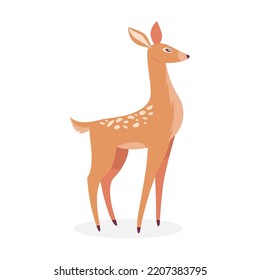 Deer female isolated on white. Vector illustrations for wildlife, animals family, forest fauna
