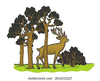 deer in the forest color sketch engraving vector illustration. T-shirt apparel print design. Scratch board imitation. Black and white hand drawn image.