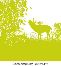 Deer in the forest near the rutting