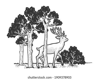 deer in the forest sketch engraving vector illustration. T-shirt apparel print design. Scratch board imitation. Black and white hand drawn image.