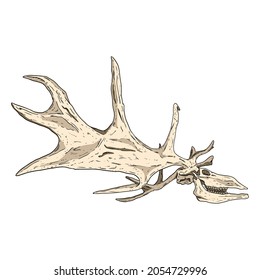 Deer fossilized skull and antlers hand drawn sketch image. Horned artiodactyl animal bones fossil illustration drawing. Vector stock outline silhouette