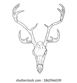 Hirsch versteinerte Schädel handgezeichnet Skizze Bild. Hornte Arodactyltierknochen Fossilien-Illustration zeichnen. Vektorgrafik-Silhouette