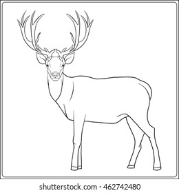 Deer. Good for coloring book for adult and older children. Vector illustration. Outline drawing. 