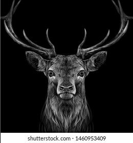 
Deer. Graphic, hand-drawn portrait of a deer's head on a black background.