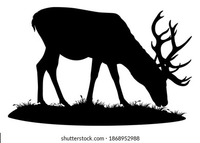 Deer grazing. Vector isolated illustration on white background