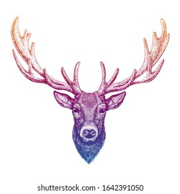 Deer. Hand drawn animal portrait for tattoo, tee, emblem, badge, logo, patch