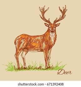 Deer. Hand drawn color hatching illustration.