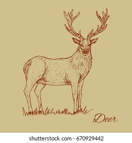 Deer. Hand drawn monochrome hatching illustration.