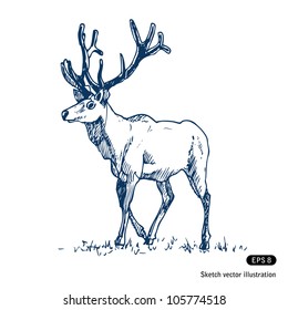 Deer. Hand drawn sketch illustration isolated on white background