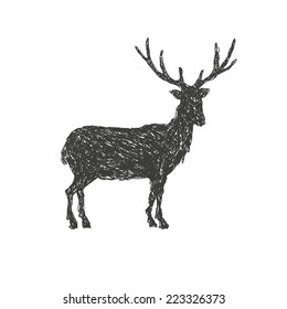 Deer hand drawn, vector illustration