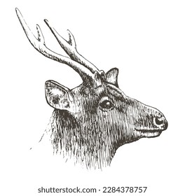 Deer, dibujado a mano, ilustración vectorial