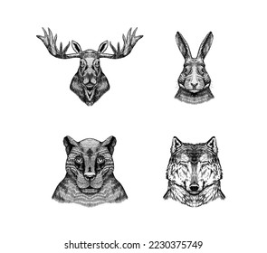 Deer and hare, panther and wolf. Animal in vintage style. Retro vector illustration. Doodle style. Hand drawn engraved sketch