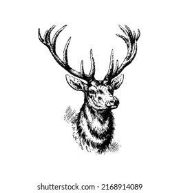 Deer head with antlers, mammal, wild animal, wildlife, vector, illustration in black and white color, isolated on white background