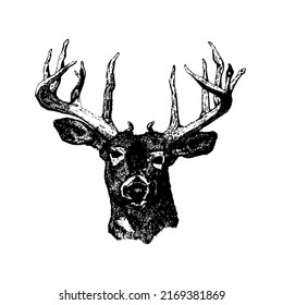 Deer head with antlers, mammal, wild animal, wildlife, vector, illustration in black and white color, isolated on white background