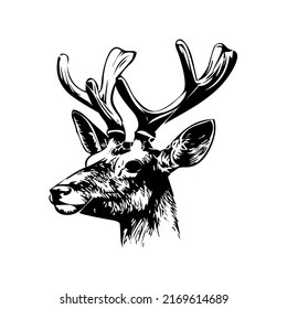 Deer head with antlers, mammal, wild animal, wildlife, vector, illustration in black and white color, isolated on white background