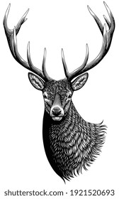 Deer head. Art detailed editable illustration. Vector vintage engraving. Isolated on white background. 8 EPS