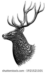 Deer head. Art detailed editable illustration. Vector vintage engraving. Isolated on white background. 8 EPS