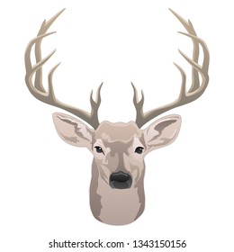 Deer head, beautiful buck with antlers color isolated vector illustration