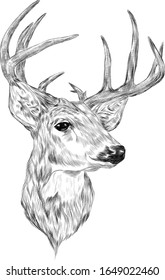 deer head with big horns black and white coloring sketch vector illustration print tattoo