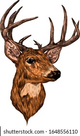 deer head with big horns brown sketch vector illustration print 