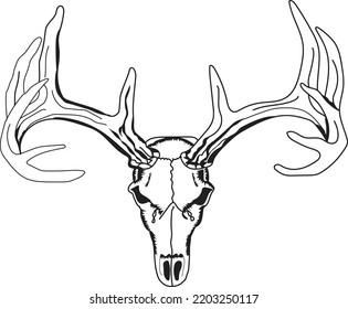 Deer head with big horns on white background