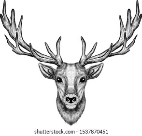 deer head with big horns sketch black and white
