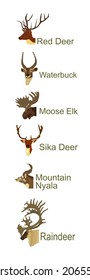 Deer head collection vector illustration isolated on white background. Mountain nyala antelope. Moose elk. Reindeer buck. Red deer grassing. Waterbuck african deer. Sika symbol. Safari trophy antlers.