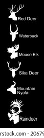 Deer head collection vector silhouette illustration isolated on black. Mountain nyala antelope. Moose elk. Reindeer buck. Red deer grassing. Waterbuck african deer. Sika symbol. Safari trophy antlers.