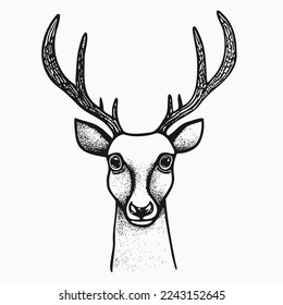Deer head drawing. Vector vintage sketch