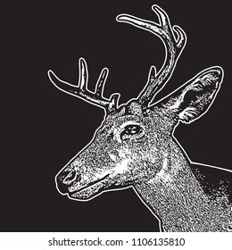 Deer head - graphic engraving illustration isolated on black background.
Vector image of stags deer head in vintage style, portrait of cute horned animal. Symbol of hunting trophy.