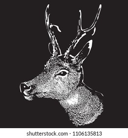 Deer head - graphic engraving illustration isolated on black background.
Vector image of stags deer head in vintage style, portrait of cute horned animal. Symbol of hunting trophy.