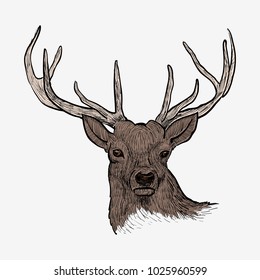 Deer head hand drawn vintage illustration. Colorful sketch