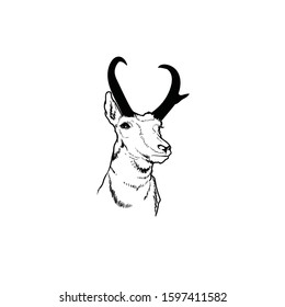 Deer head illustration, drawing, engraving, ink, line art, vector