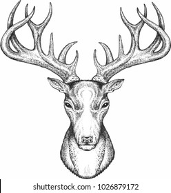 deer head on white, hand drawn vintage illustration