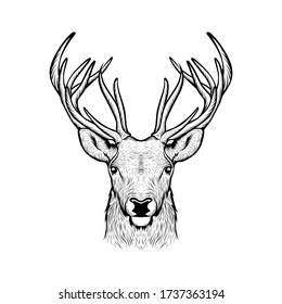 Deer head on white, hand drawn vintage illustration