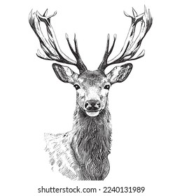 Deer head portrait sketch hand drawn engraving style Vector illustration