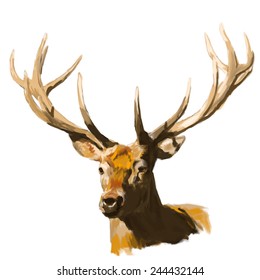 Deer head realistic hand drawn vector illustration on white background